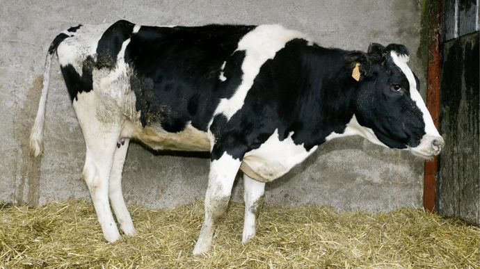 Malgré une température normale, un rumen qui fonctionne bien, l'analyse de l'inflammation se révèlera très positive.